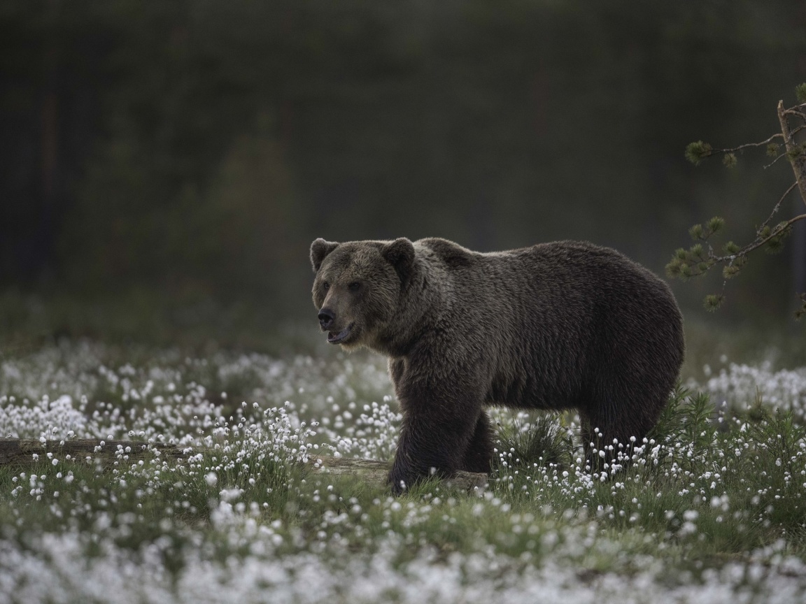 Large Bear wallpaper 1152x864