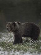 Fondo de pantalla Large Bear 132x176