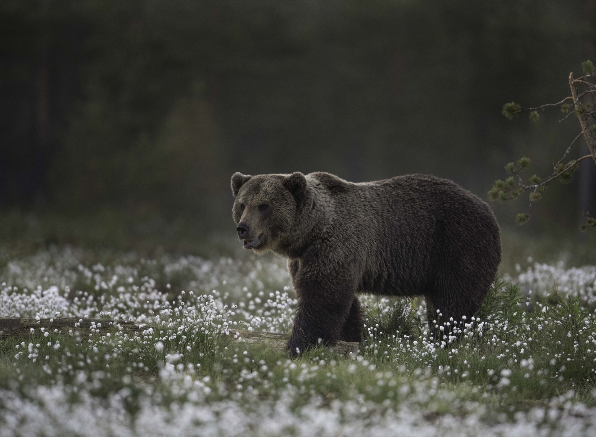 Das Large Bear Wallpaper 1920x1408