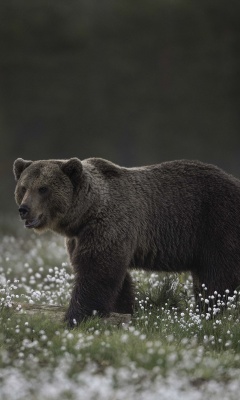 Large Bear screenshot #1 240x400