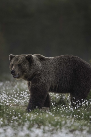 Large Bear wallpaper 320x480