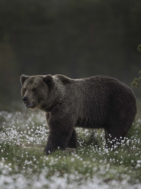 Sfondi Large Bear 480x640