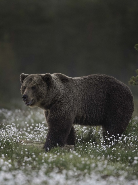 Large Bear screenshot #1 480x640