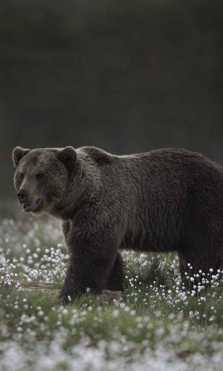 Large Bear wallpaper 768x1280