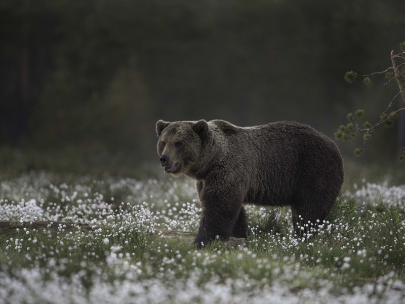 Fondo de pantalla Large Bear 800x600