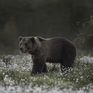 Large Bear - Fondos de pantalla gratis para iPad mini