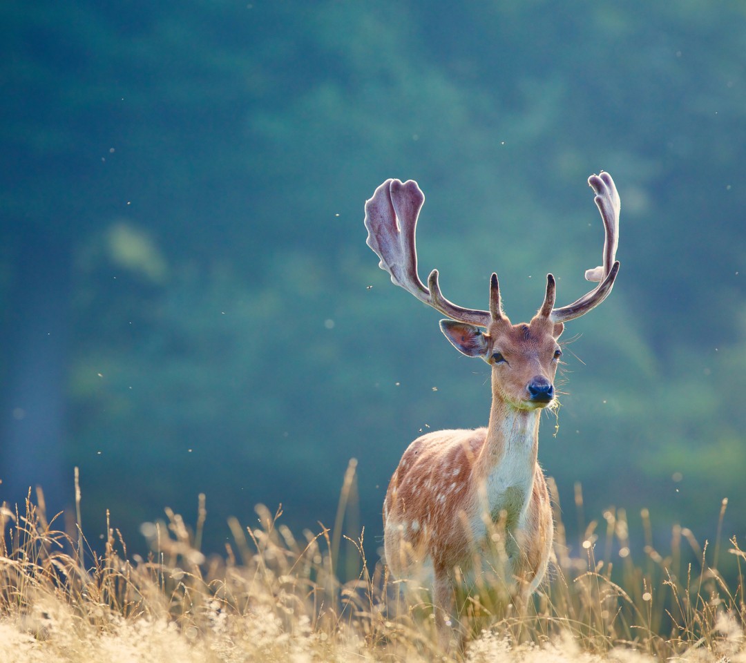 Deer wallpaper 1080x960