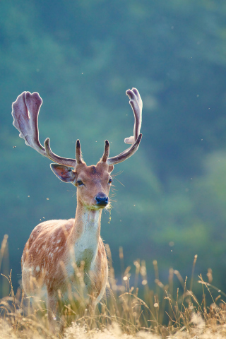 Das Deer Wallpaper 320x480