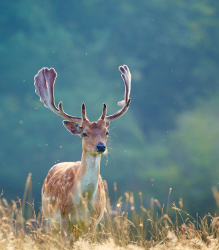 Deer - Obrázkek zdarma pro 768x1280