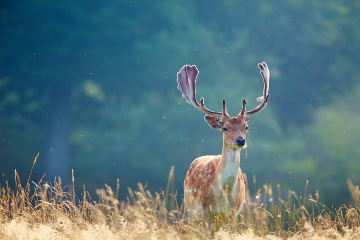 Das Deer Wallpaper