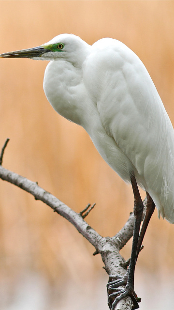 Das Heron on Branch Wallpaper 360x640