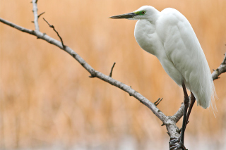 Heron on Branch Wallpaper for Android, iPhone and iPad