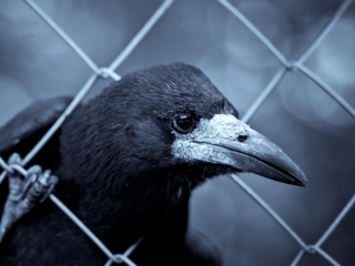 Smart Raven screenshot #1 320x240