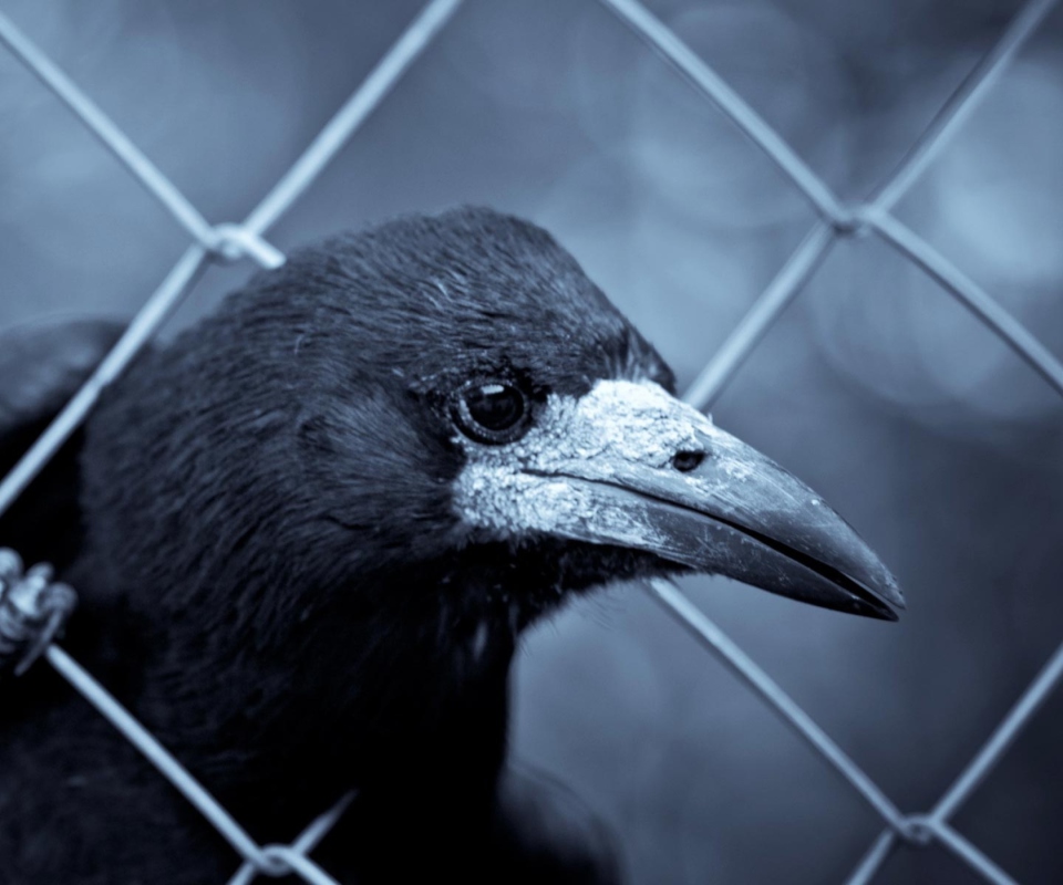 Smart Raven wallpaper 960x800