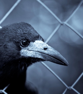 Smart Raven papel de parede para celular para iPhone 5C