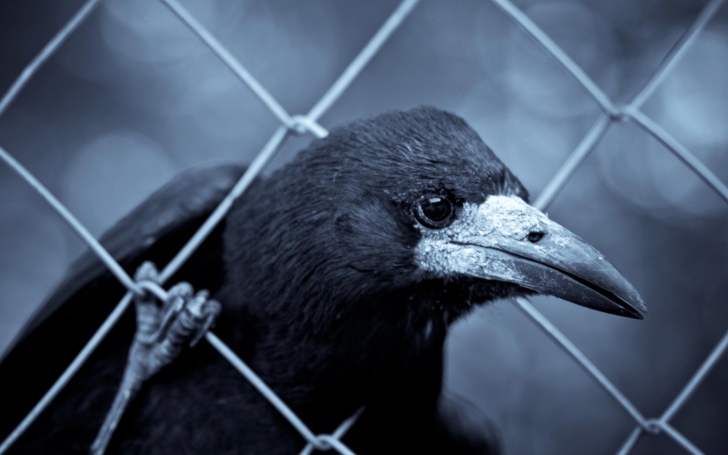 Sfondi Smart Raven