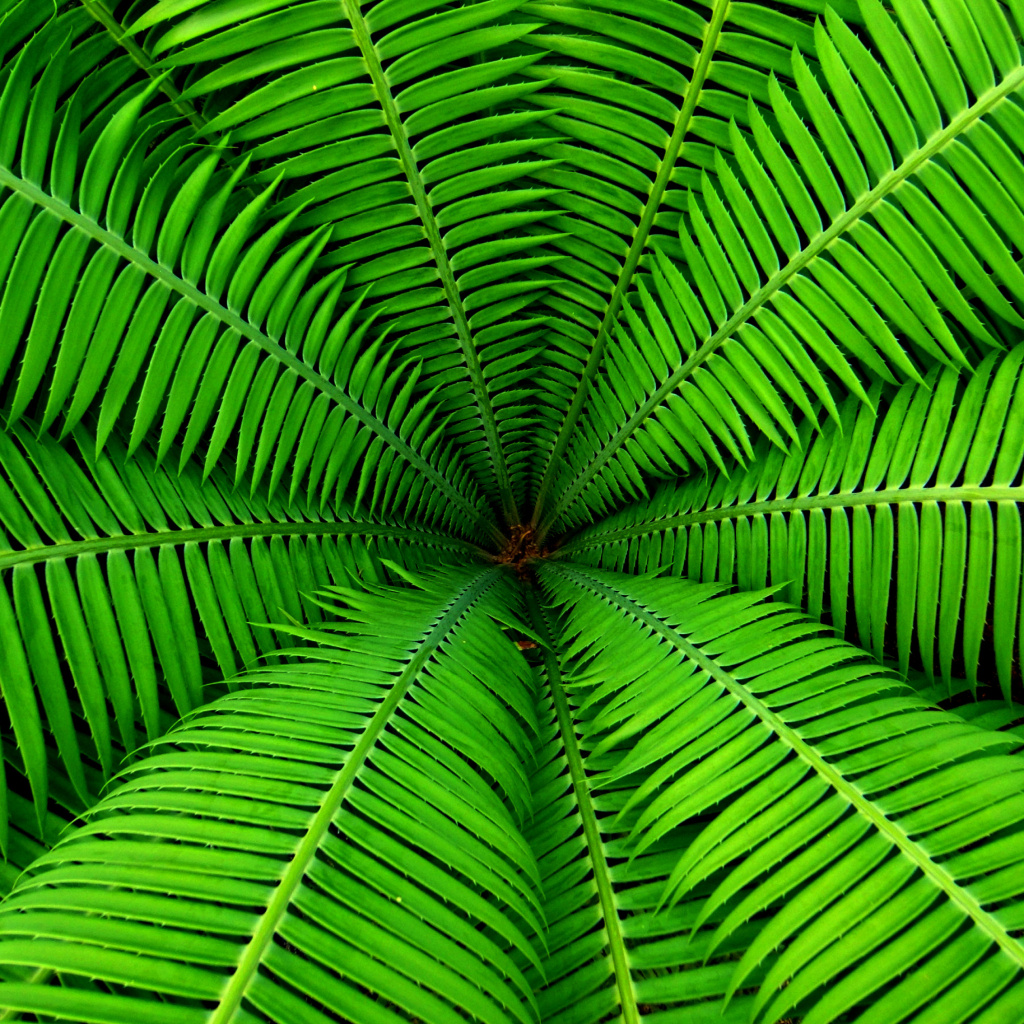 Fern screenshot #1 1024x1024