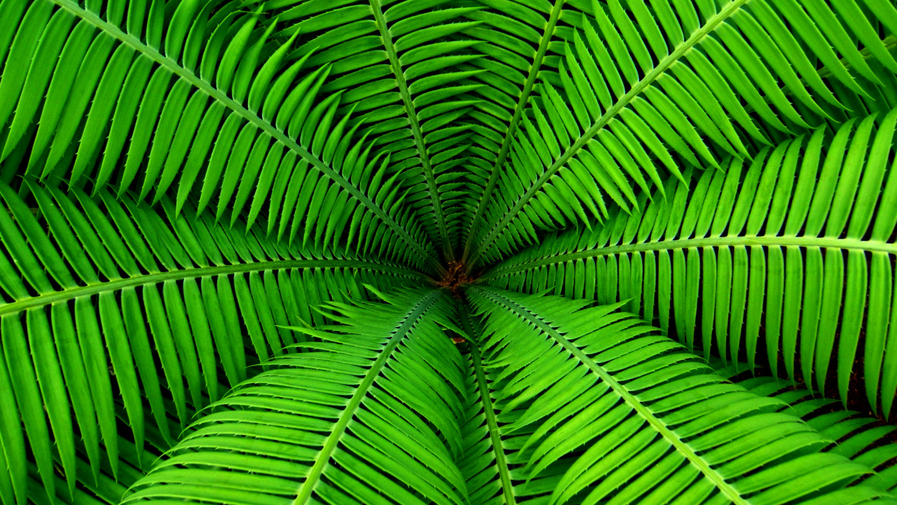 Fern wallpaper 1280x720