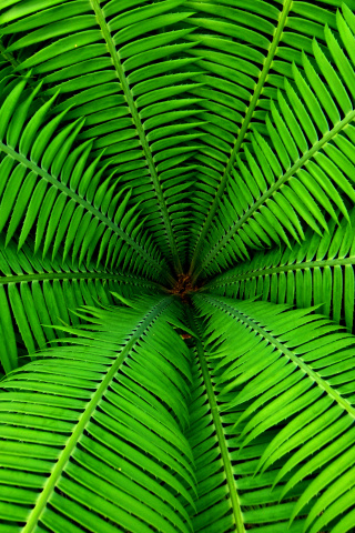 Screenshot №1 pro téma Fern 320x480