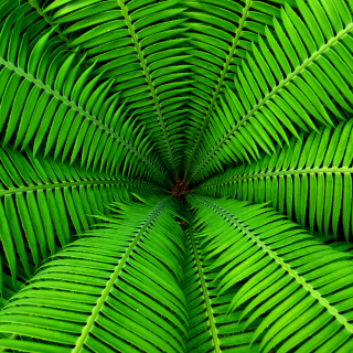 Free Fern Picture for iPad