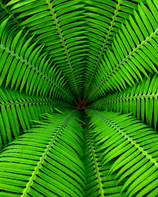 Fern Background for HTC Touch Diamond2