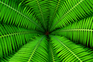 Fern Background for Android, iPhone and iPad