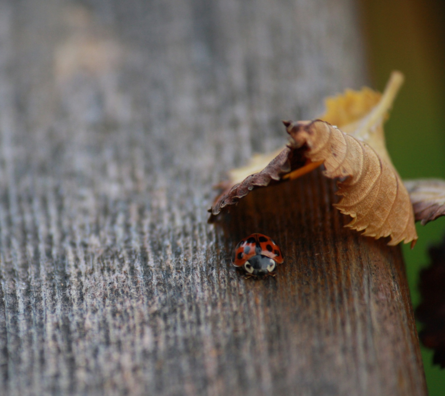 Обои Lady Bug Hiding In Leaf 1440x1280