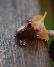 Das Lady Bug Hiding In Leaf Wallpaper 176x220