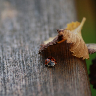 Lady Bug Hiding In Leaf sfondi gratuiti per 1024x1024