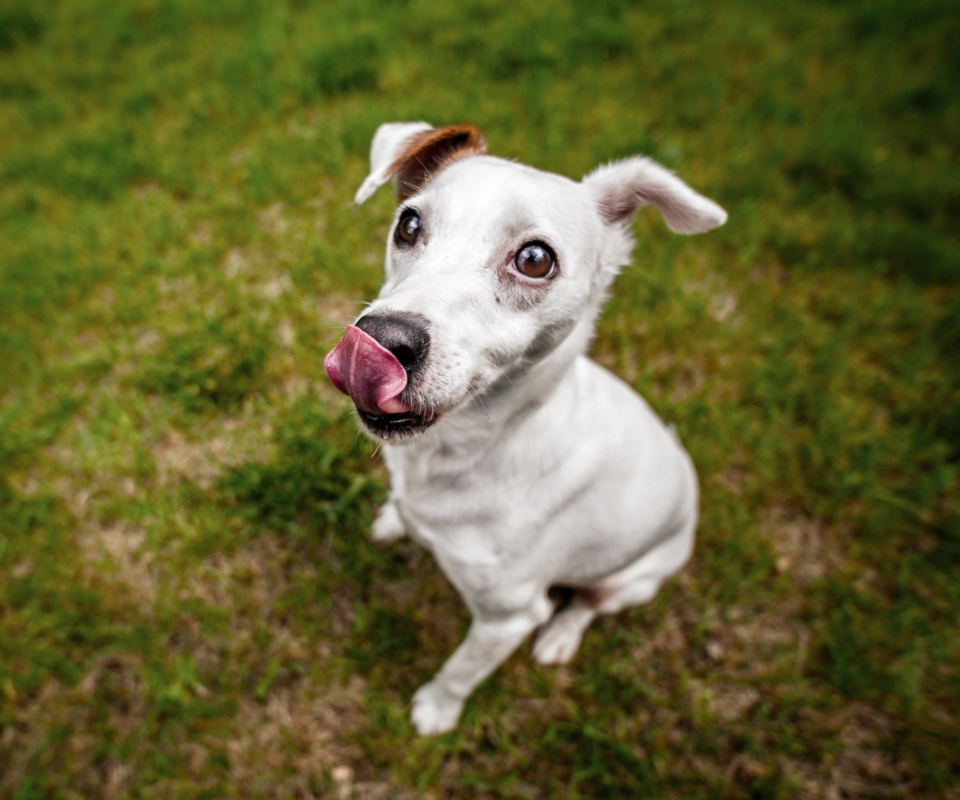 Cute Dog screenshot #1 960x800