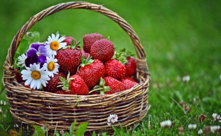 Berries And Flowers - Obrázkek zdarma 