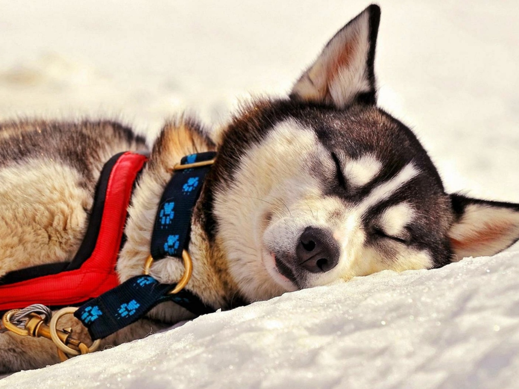 Sleeping Eskimo Dog wallpaper 1024x768
