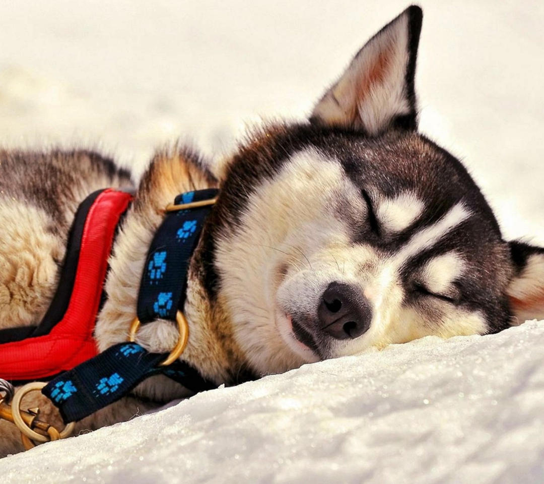 Sleeping Eskimo Dog wallpaper 1080x960