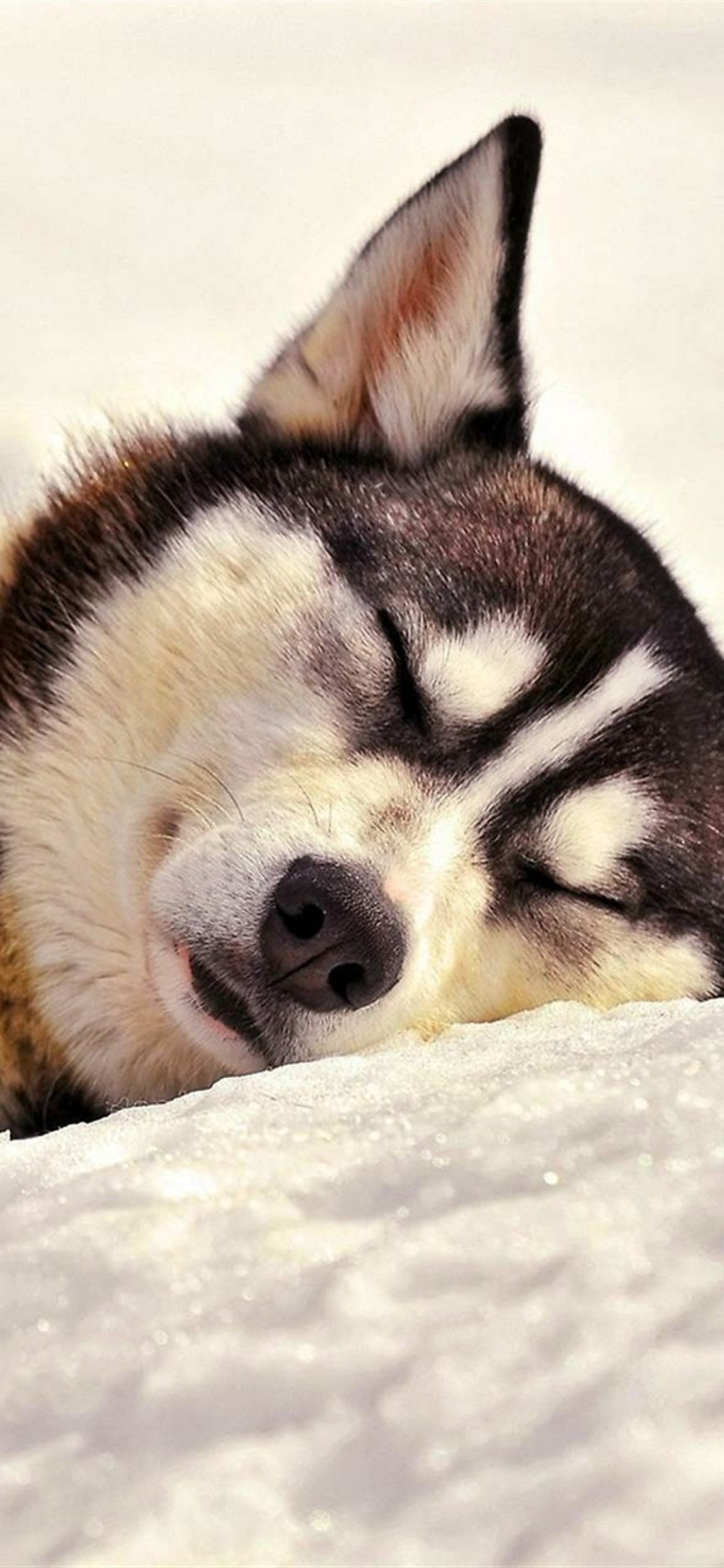 Sleeping Eskimo Dog wallpaper 1170x2532