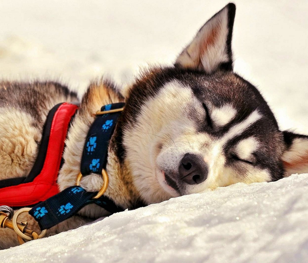 Sleeping Eskimo Dog wallpaper 1200x1024