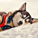 Fondo de pantalla Sleeping Eskimo Dog 128x128