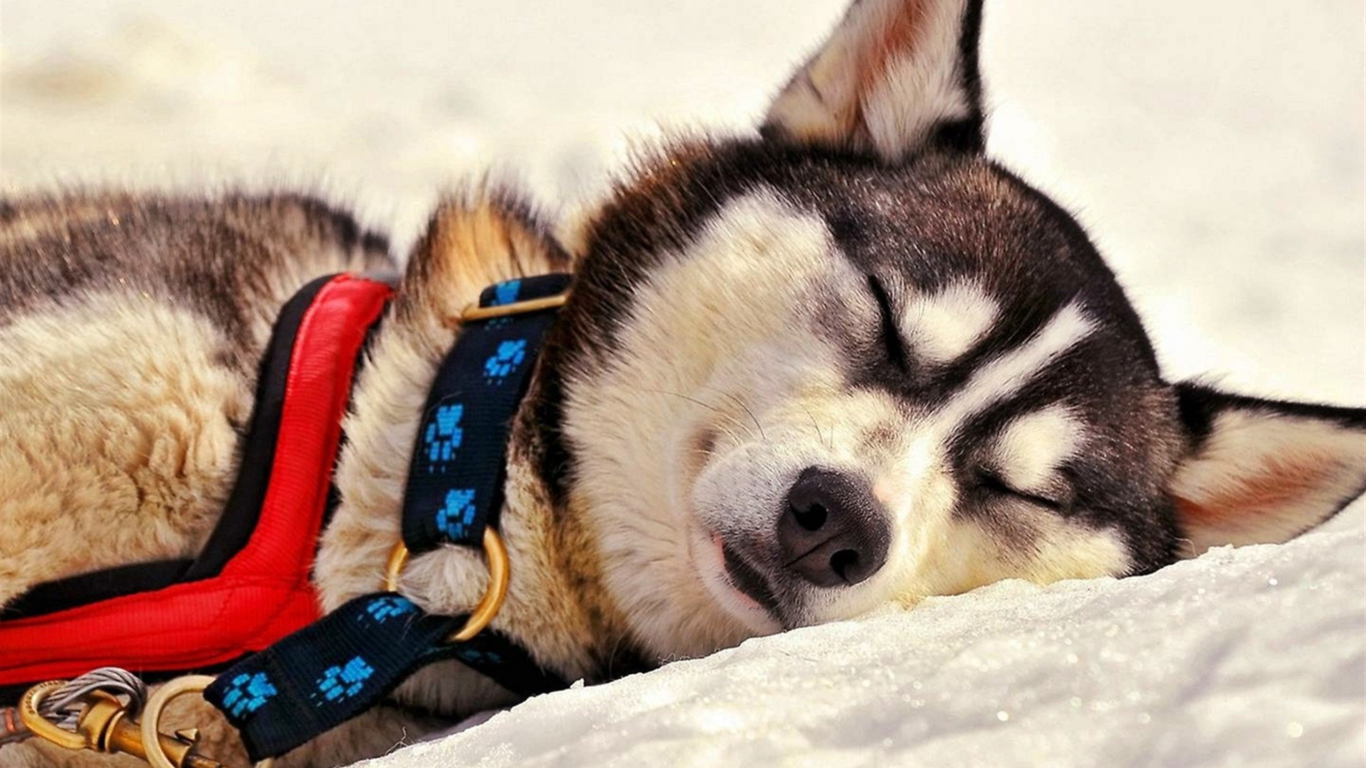 Обои Sleeping Eskimo Dog 1366x768
