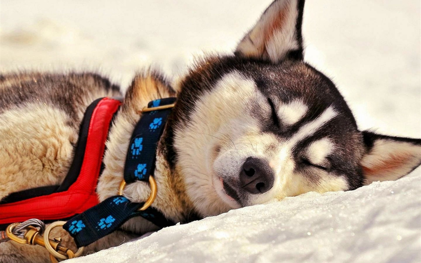 Sleeping Eskimo Dog wallpaper 1680x1050