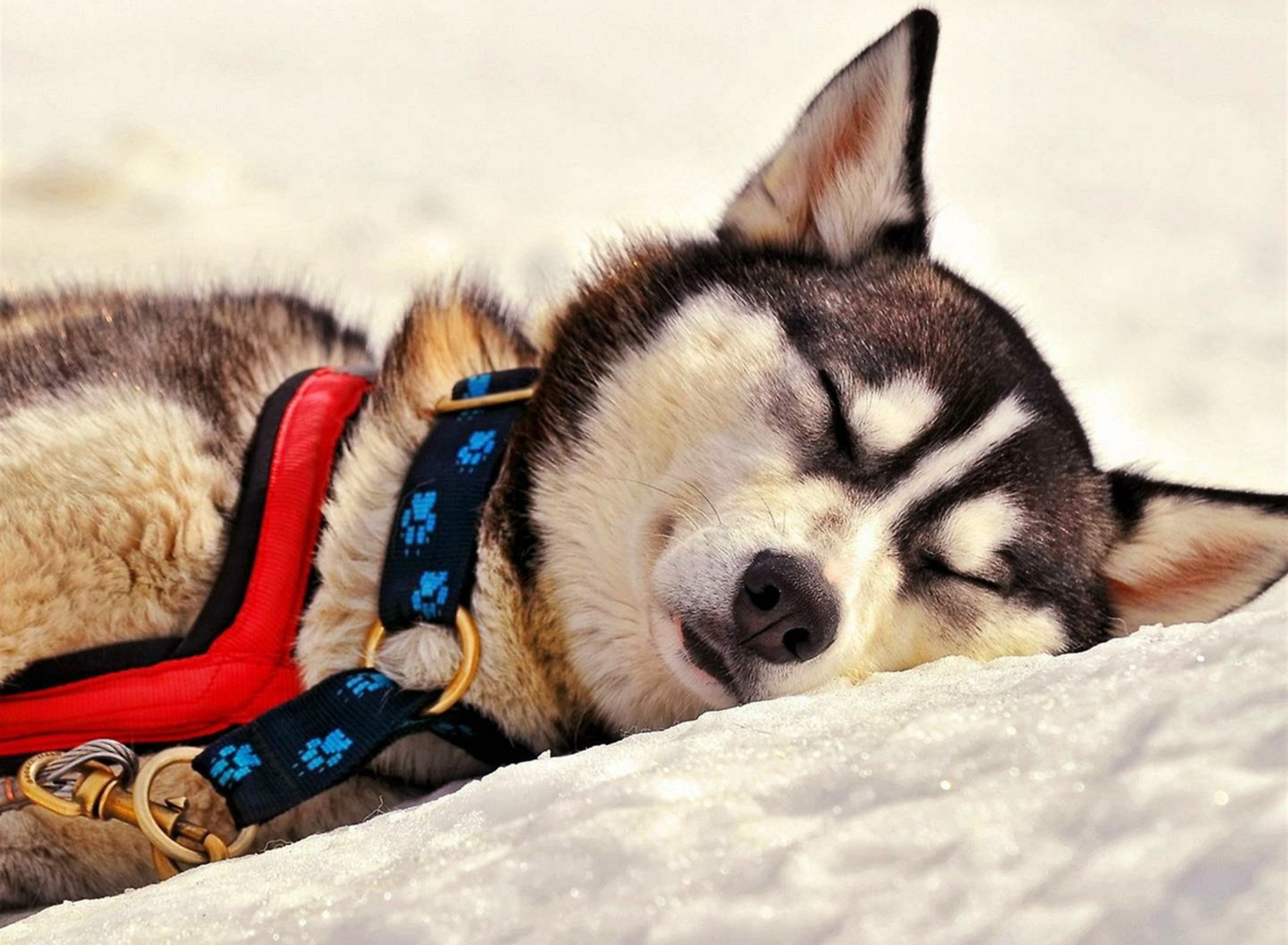 Screenshot №1 pro téma Sleeping Eskimo Dog 1920x1408