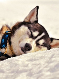 Das Sleeping Eskimo Dog Wallpaper 240x320