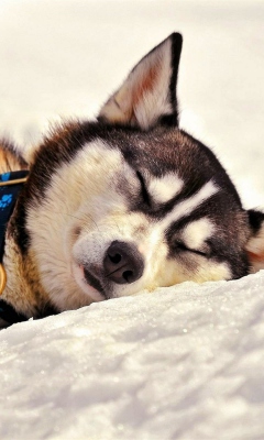 Sleeping Eskimo Dog wallpaper 240x400