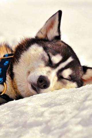 Sleeping Eskimo Dog wallpaper 320x480