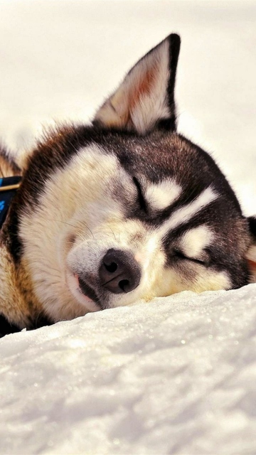 Sleeping Eskimo Dog wallpaper 360x640