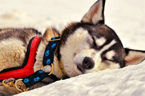 Sfondi Sleeping Eskimo Dog 480x320