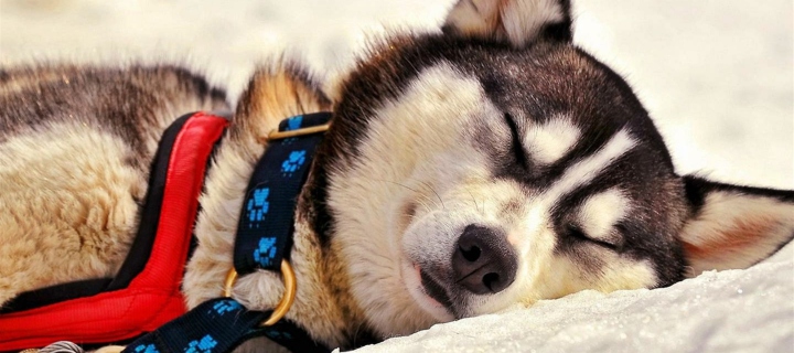 Обои Sleeping Eskimo Dog 720x320
