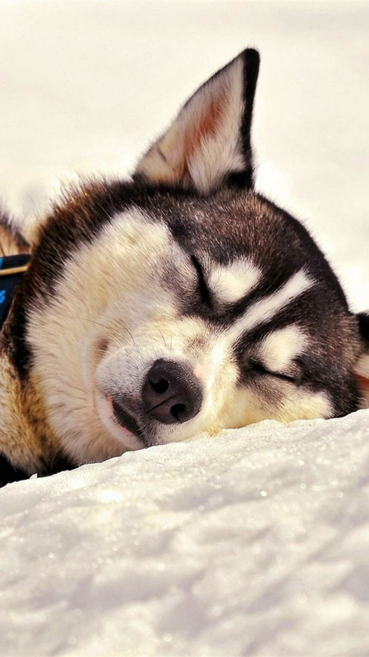 Sleeping Eskimo Dog wallpaper 750x1334