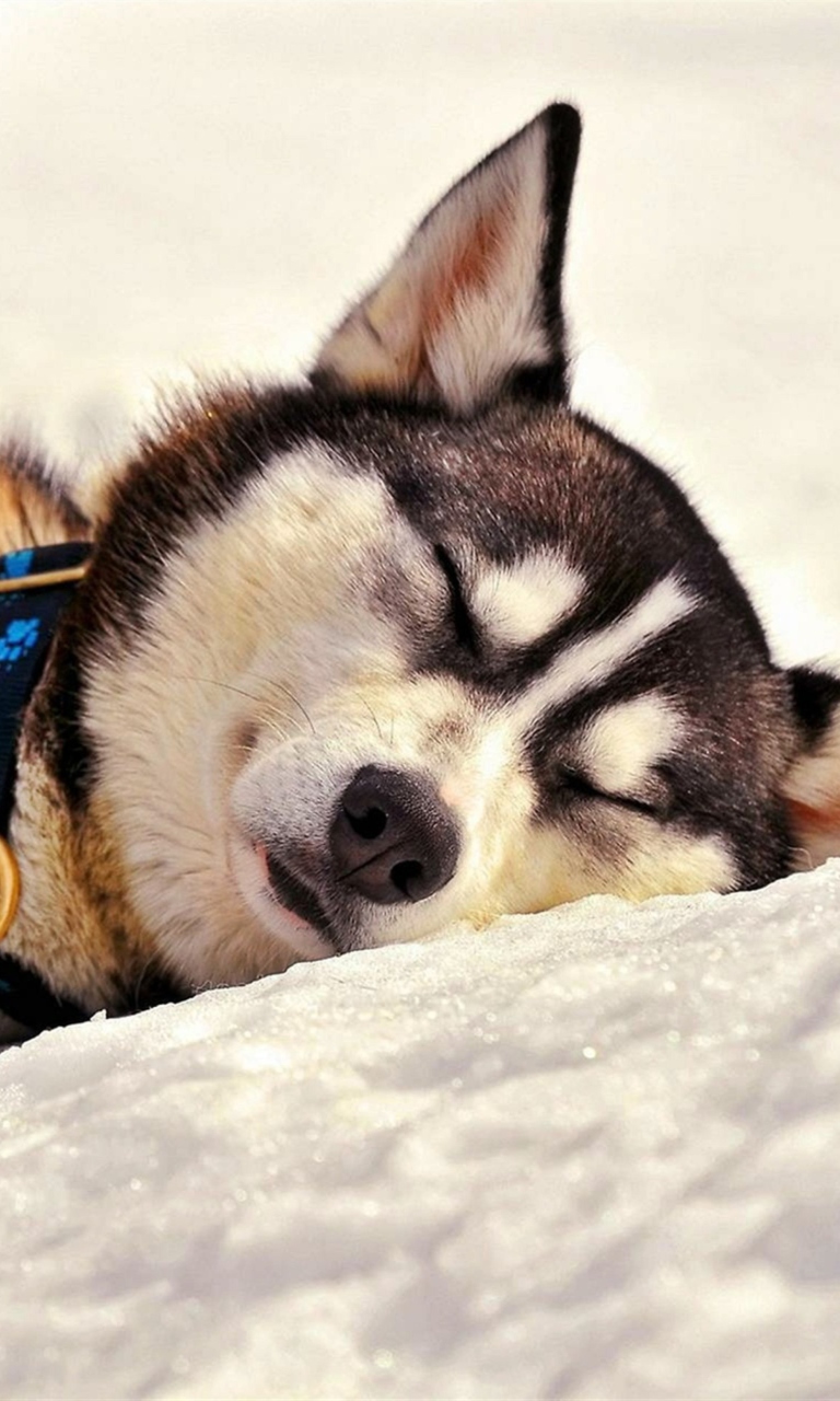 Fondo de pantalla Sleeping Eskimo Dog 768x1280