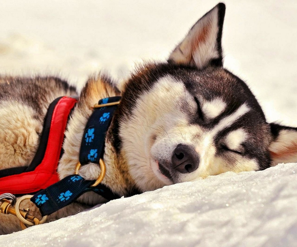 Обои Sleeping Eskimo Dog 960x800