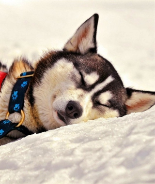 Free Sleeping Eskimo Dog Picture for 768x1280