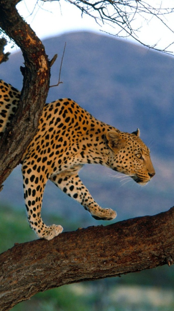 Sfondi Leopard 360x640